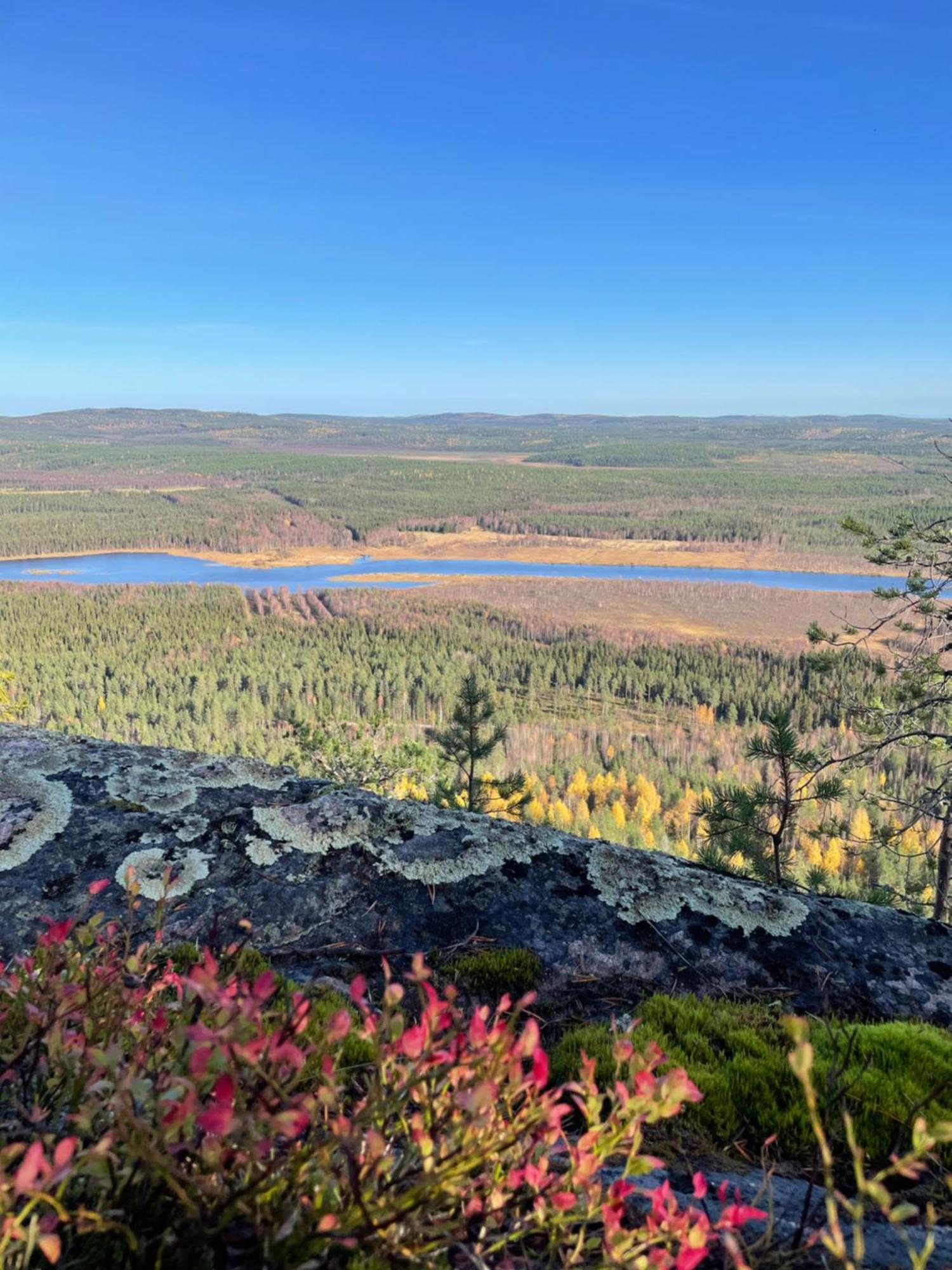 Wald - Aavasaksa, Lapland * Aavasaksa